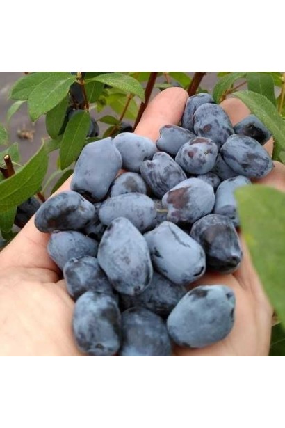 Жимолость Бореал Біст — сорт канадської селекції